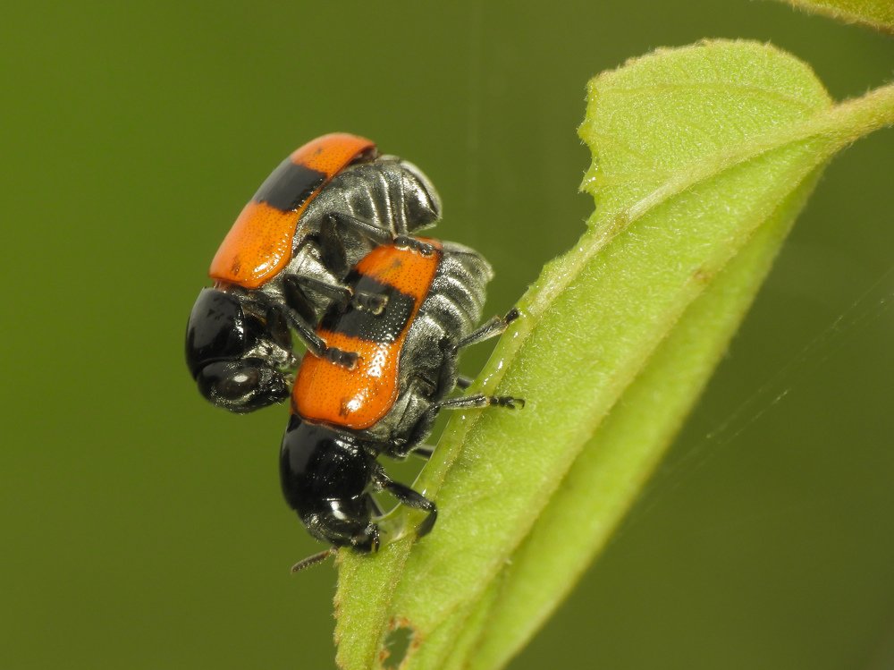 Фотография автора Bharat Ravat