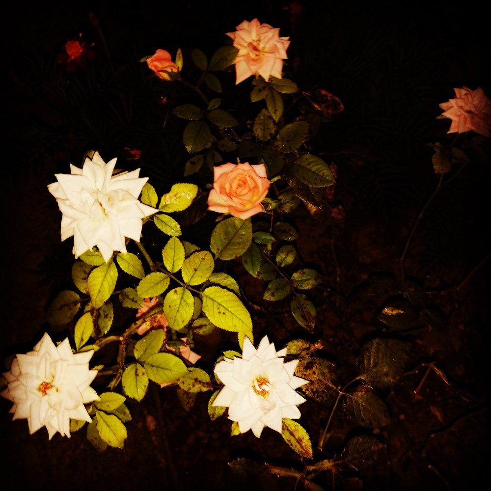 Photograph by Vesna Petkoska