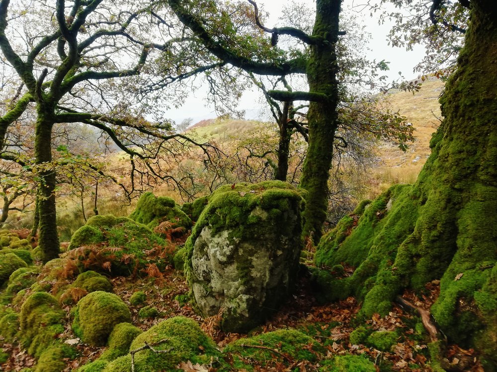Эльфийская роща. Ирландия