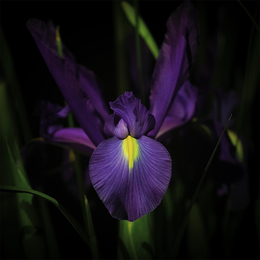 Photograph by hamed Movahedzadeh
