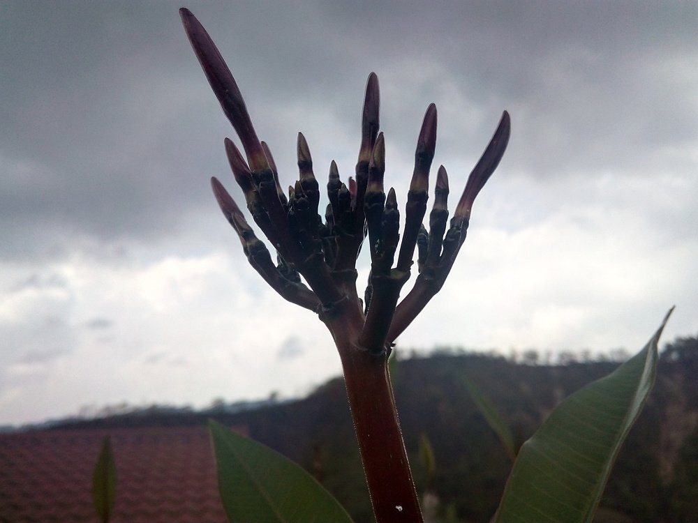Photograph by Aira Yadgnos