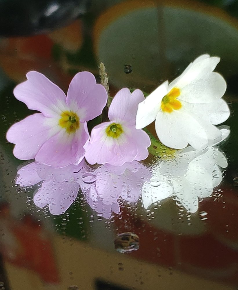 Photograph by Луиза Баширова