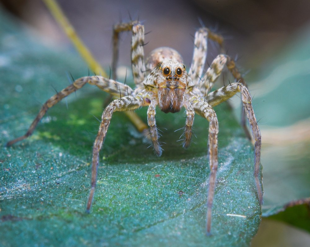 Photograph by Shakti brata Bhattacharjee
