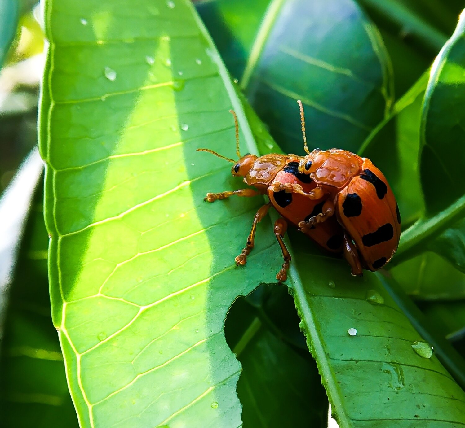 Macro@Mobile