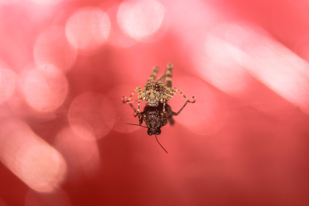 Photograph by Yusuf Buchari