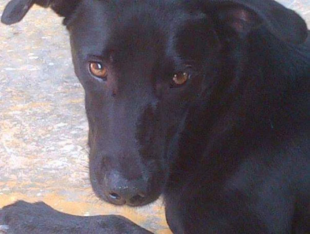 Street dog