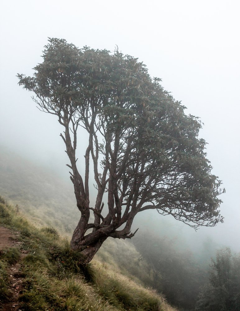 Solitude
