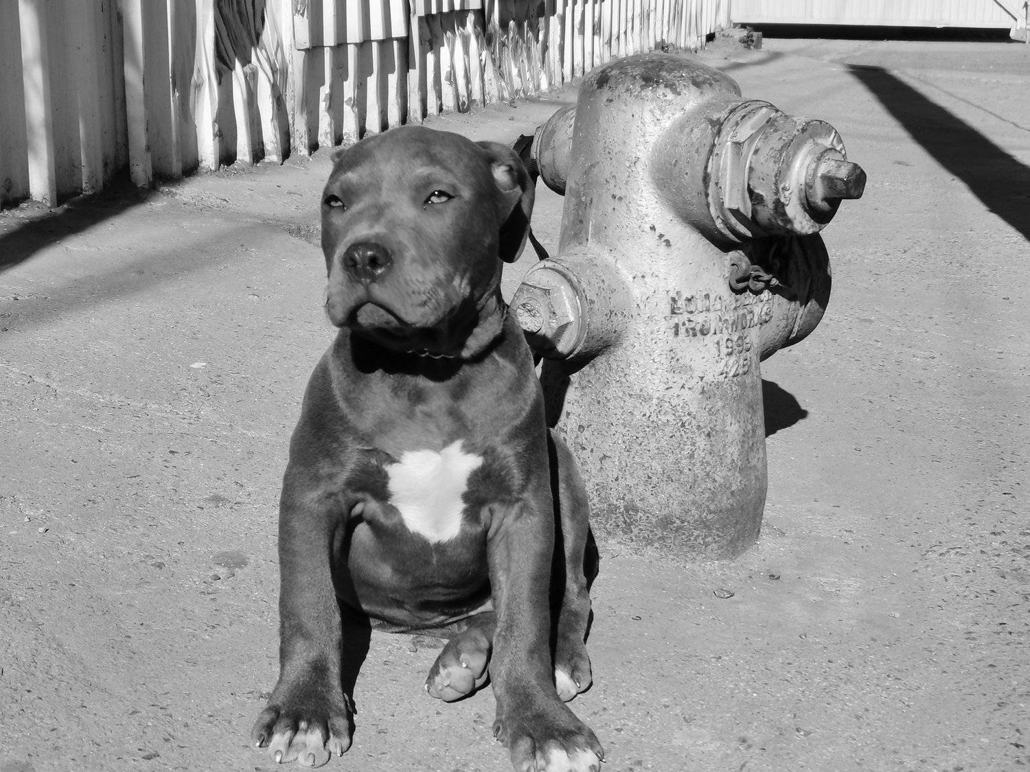 Photo #4478196