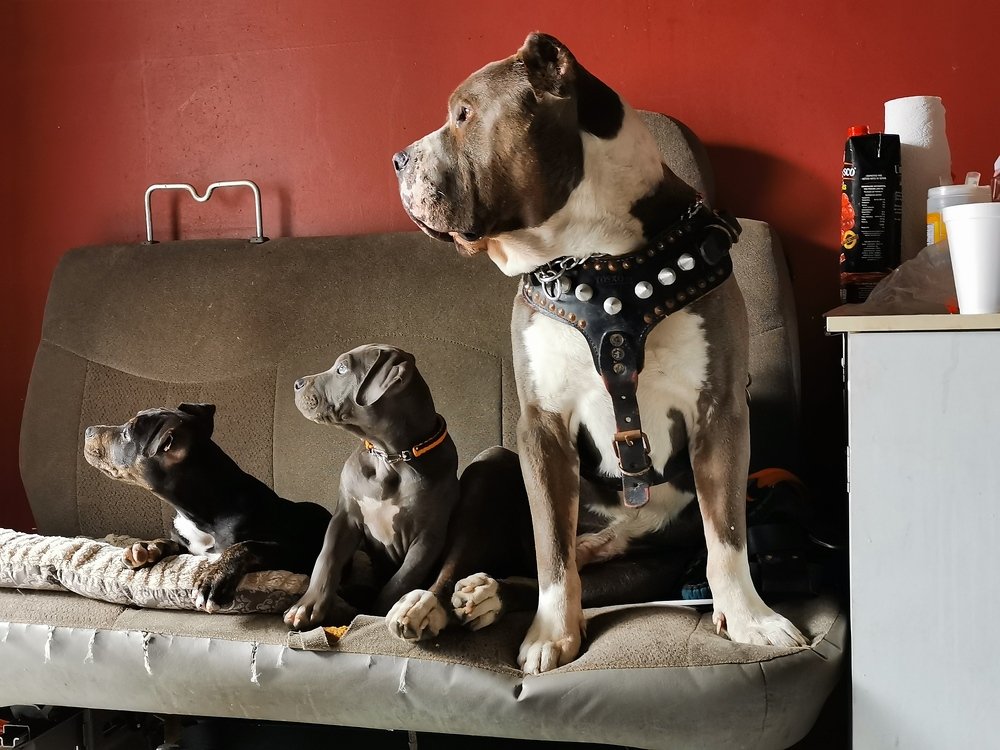 Photo #4478206