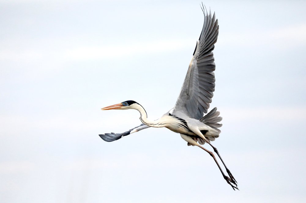 Photograph by Tomas Thibaud