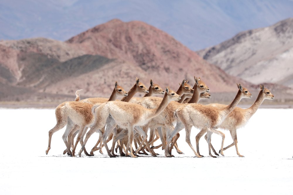 Photograph by Tomas Thibaud