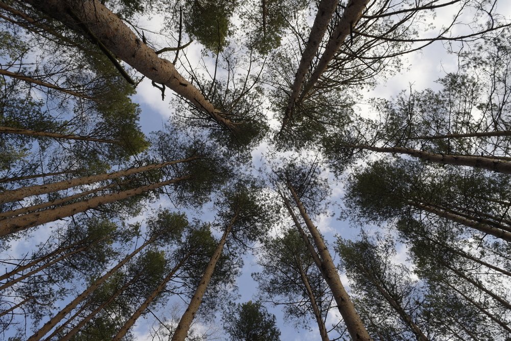 Photograph by Сергей Базовой