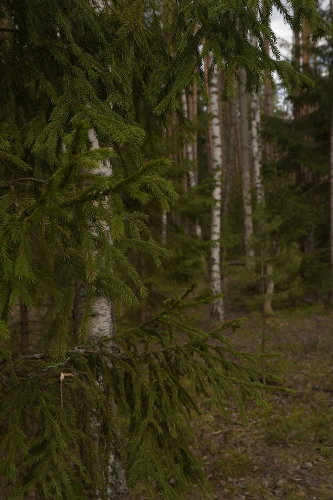 Photograph by Сергей Базовой