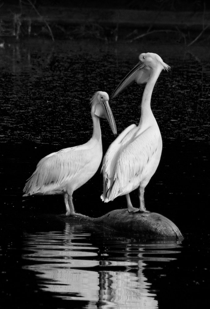 Photograph by Abid Ali Khan