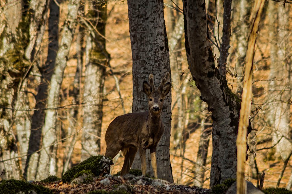 Несмысленыш