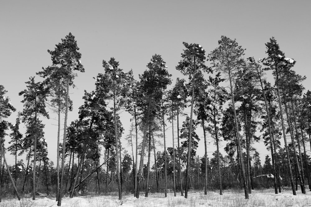 Фотография автора Петр Вензель