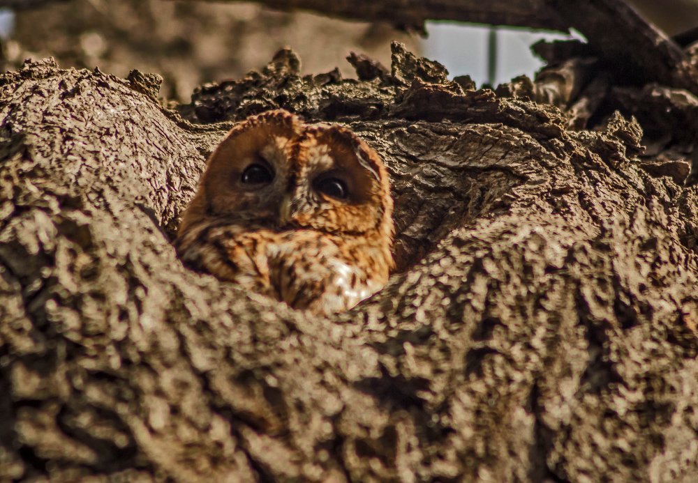 Ах, эти черные глаза...