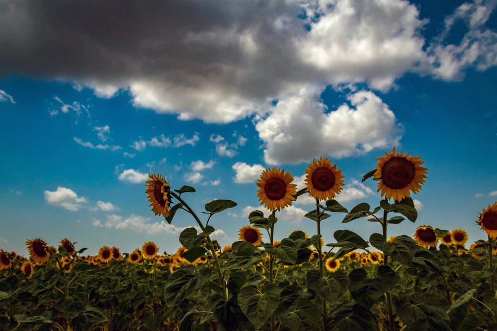 Подсолнухи