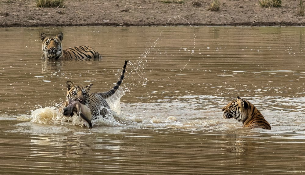 Signature Water Polo!