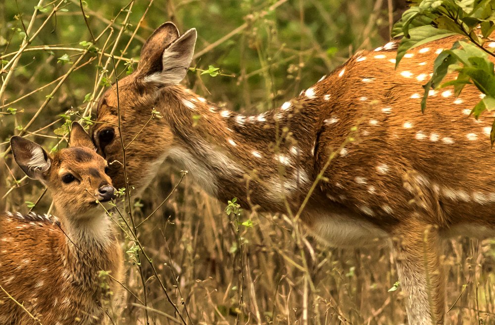 Bambi's bond of love with Mom!