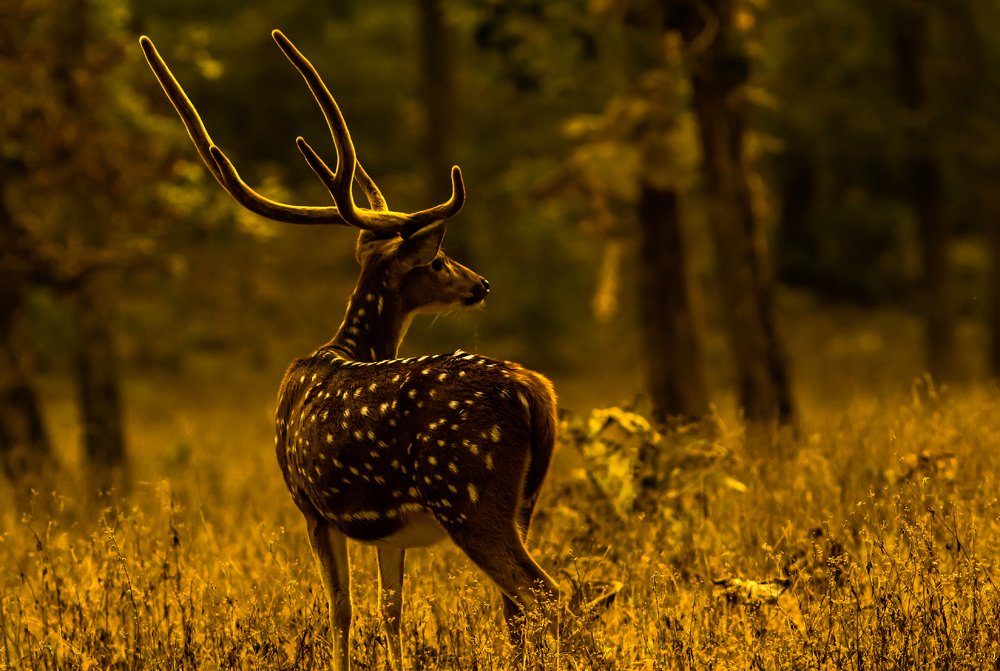 The Golden Staglight!