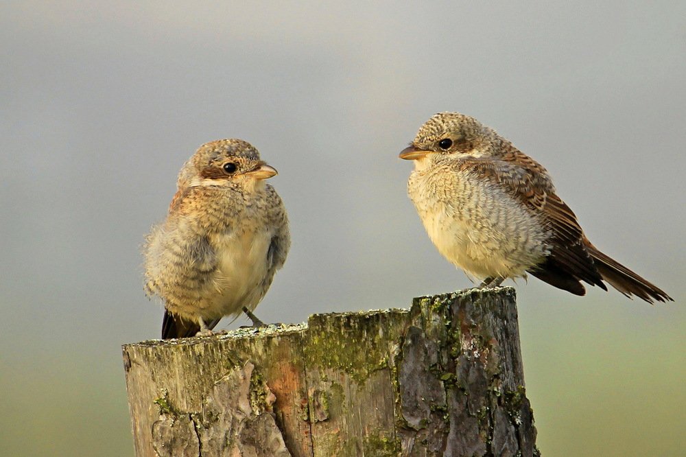 Слетки жулана.