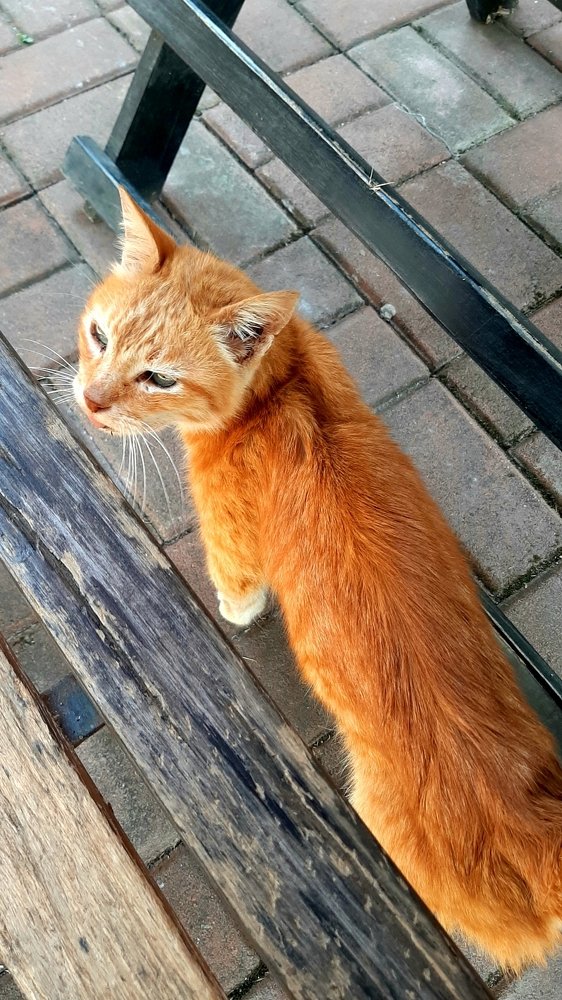 Untamed Cat