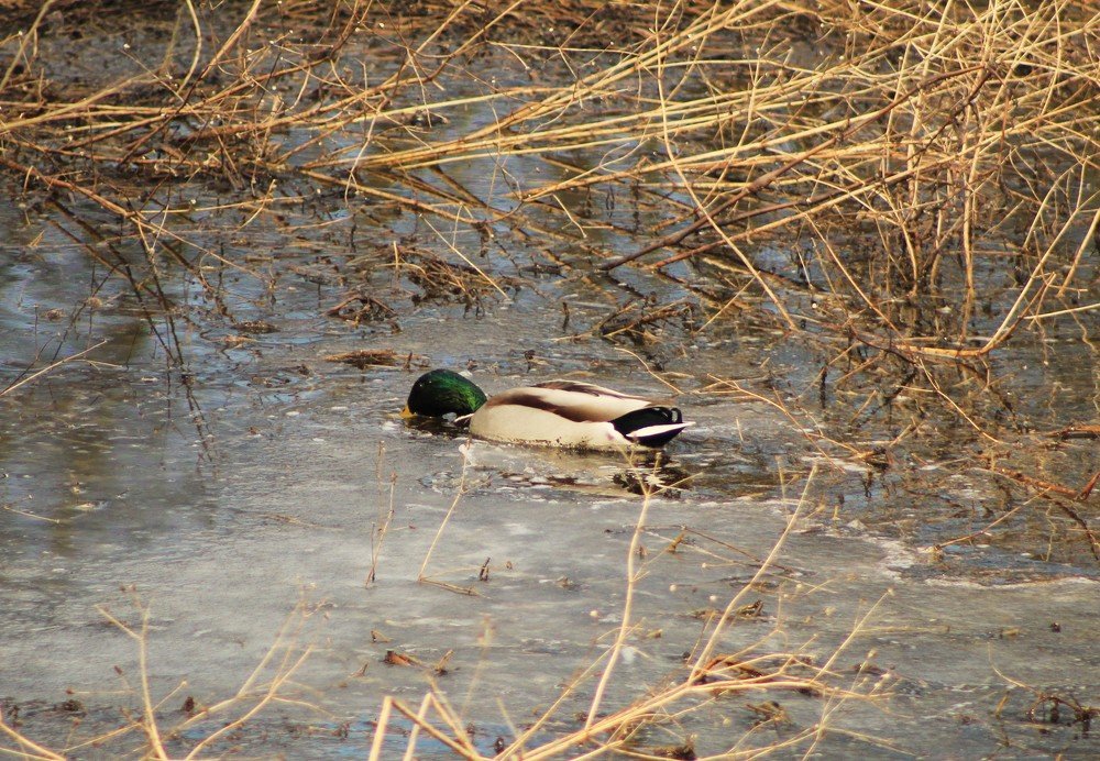 Photograph by Анастасия Рысь