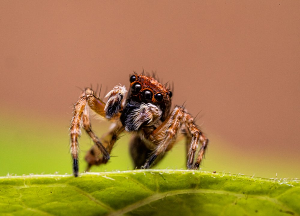 Photograph by André Luiz Araújo
