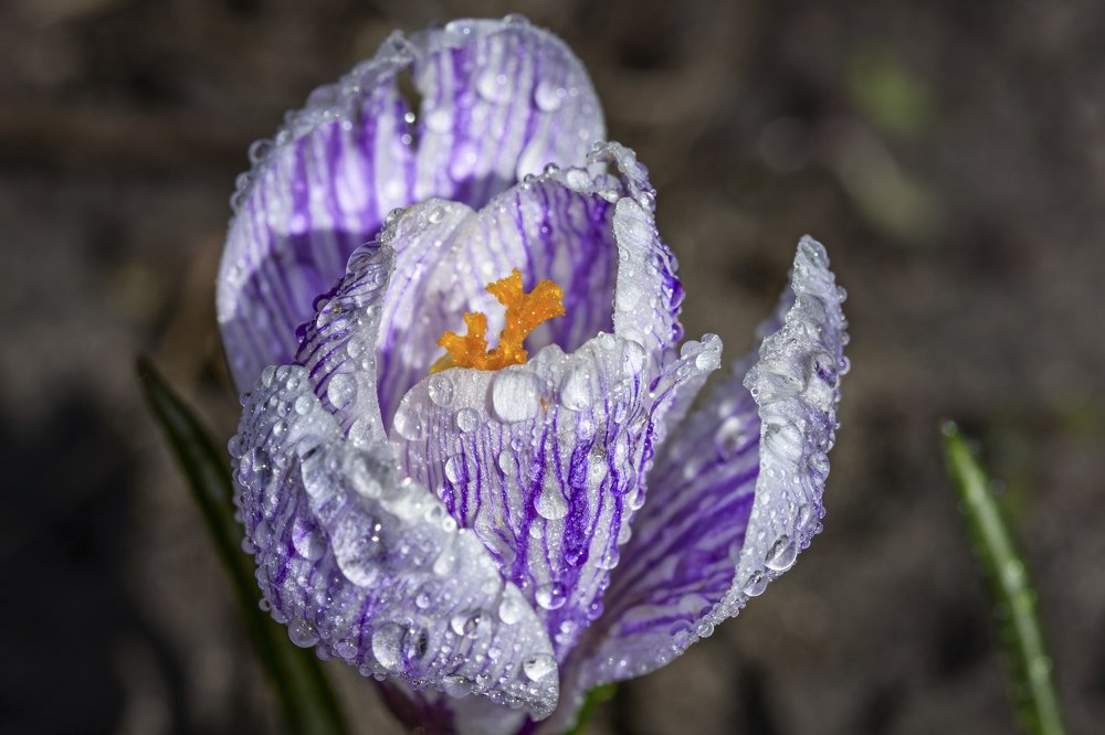 Фотография автора Анна Вигера