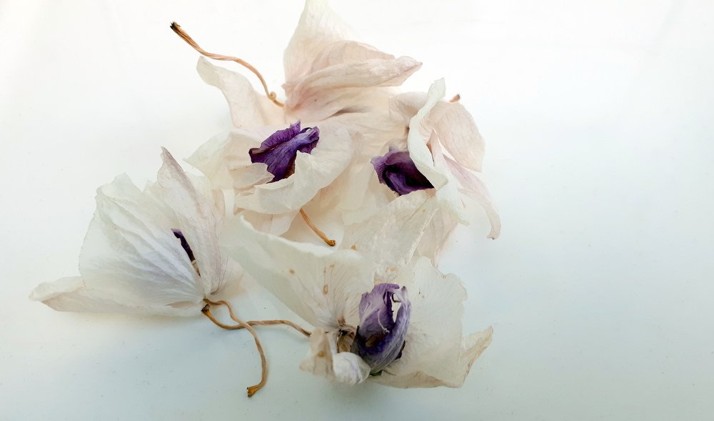 Photograph by Emil Zivanov