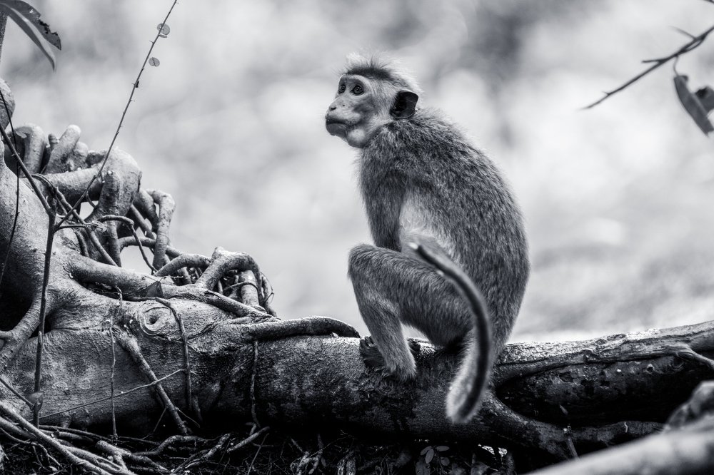 Photograph by THANUSSANTH THARMAPALAN