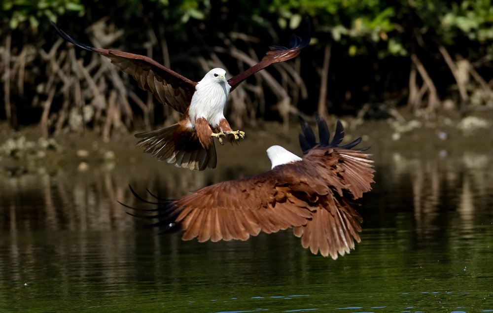 Фотография автора Chintu Panchal