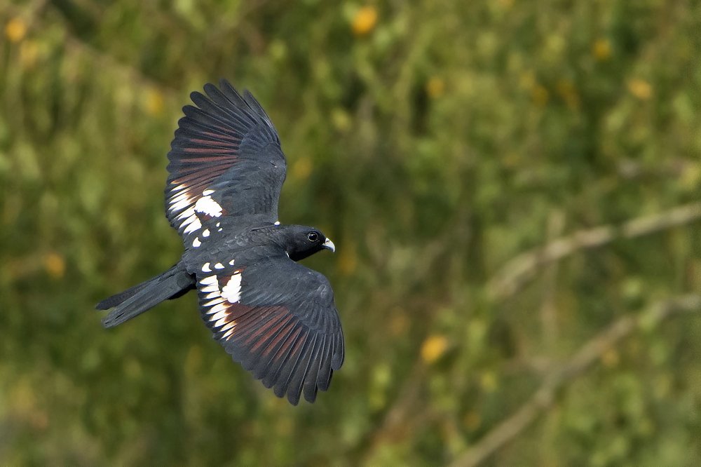 Black baza Flight