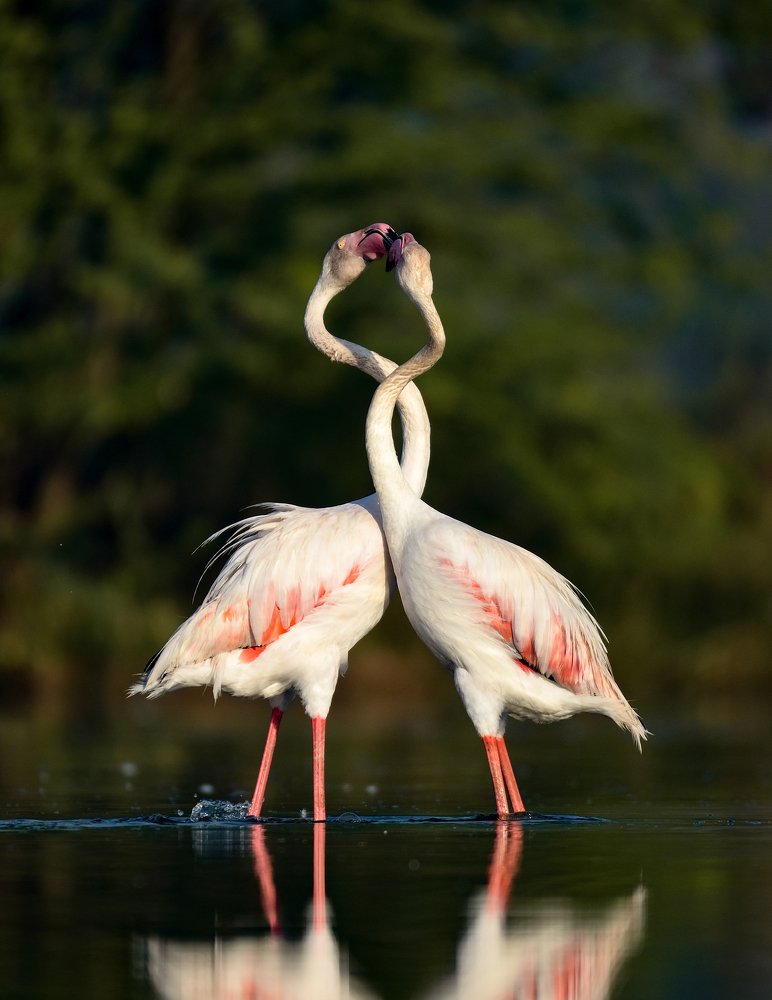 Фотография автора Chintu Panchal