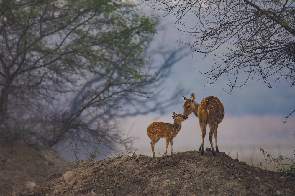 Фотография автора Arijit Mondal