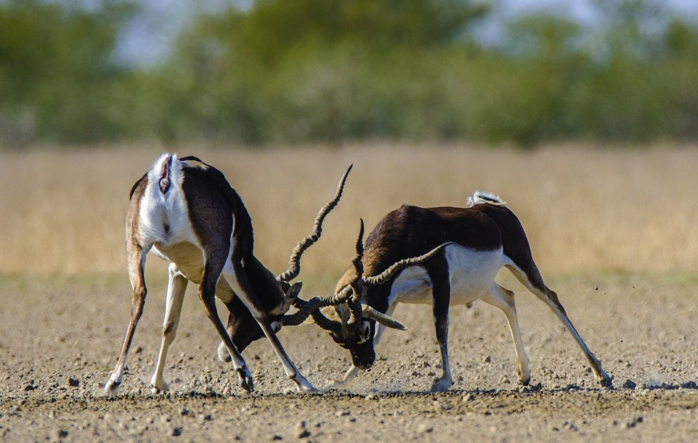 Photograph by Kushal Sharma