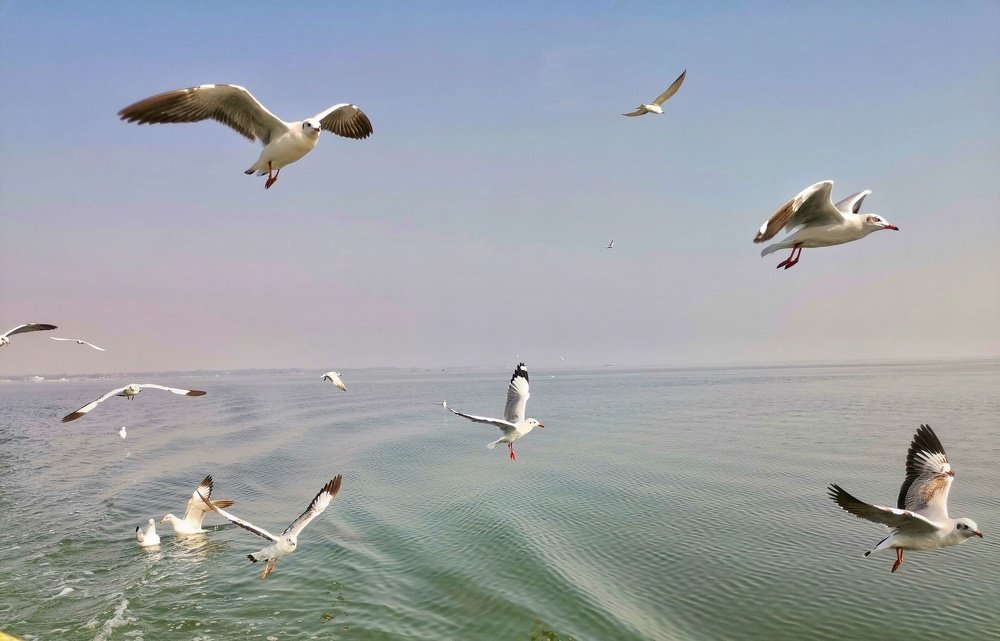 Freedom to FLY