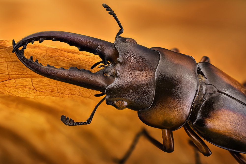 Prosopocoilus savagei [Cameroon]