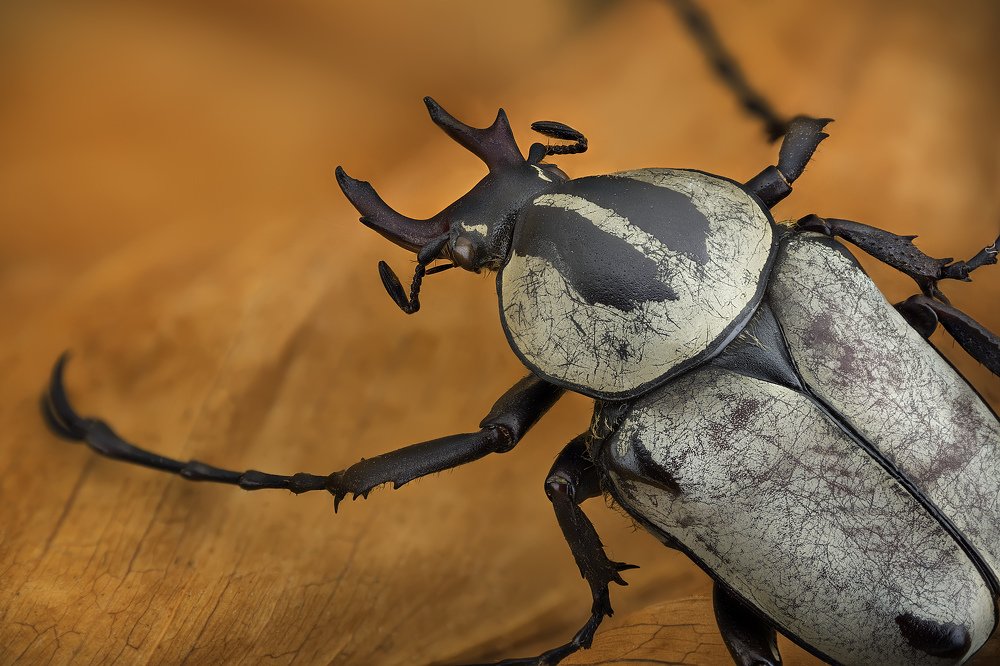 Dicranocephalus adamsi [China]