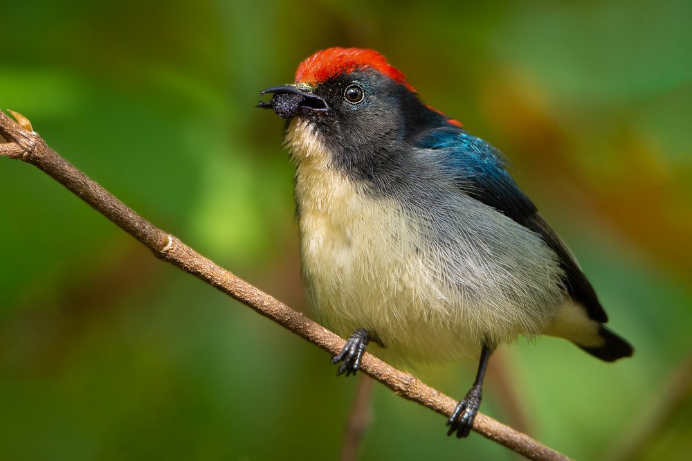 Scarlet Backed Flowerpecker