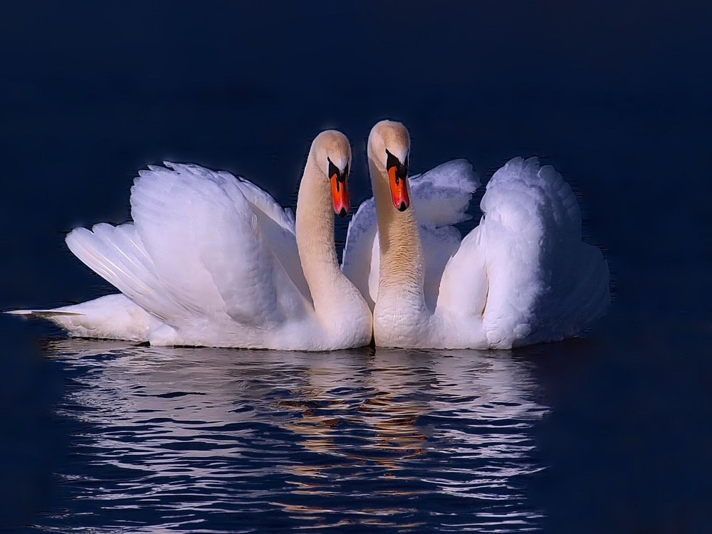 Photograph by 