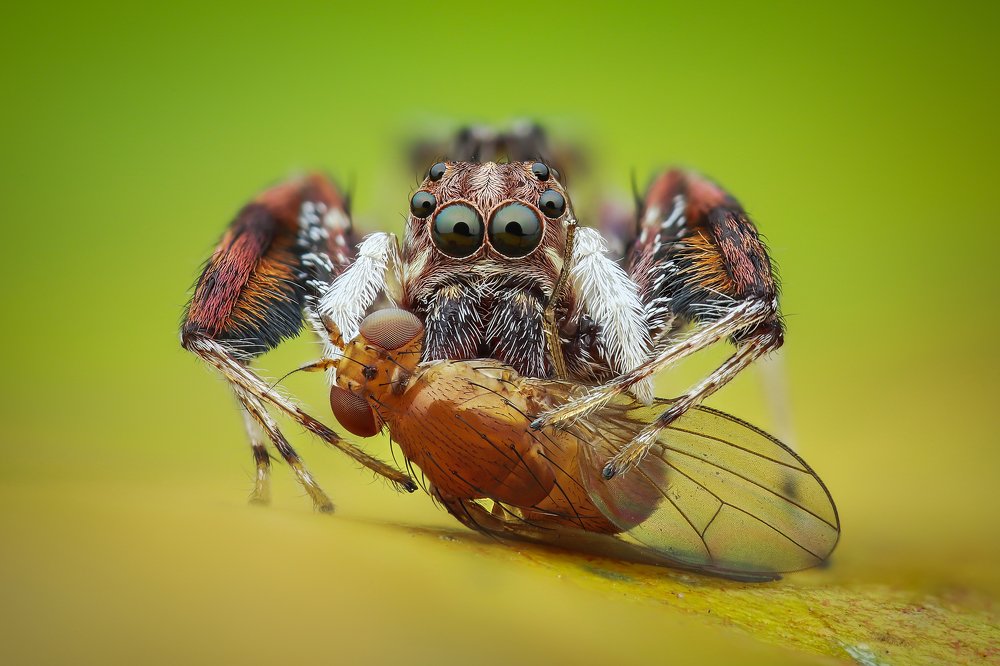 Brettus jumping spider eating