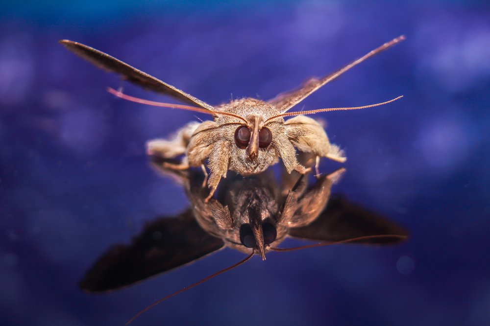 Photograph by Yusuf Buchari