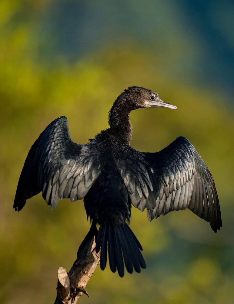 Фотография автора Chintu Panchal