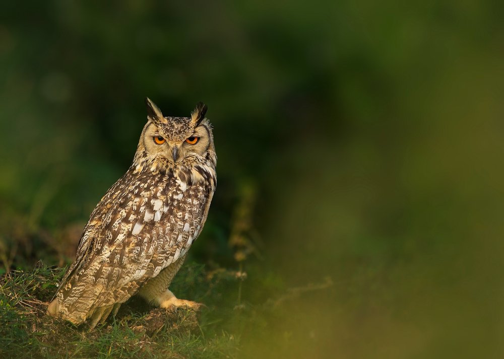 Photograph by Ravi Patel