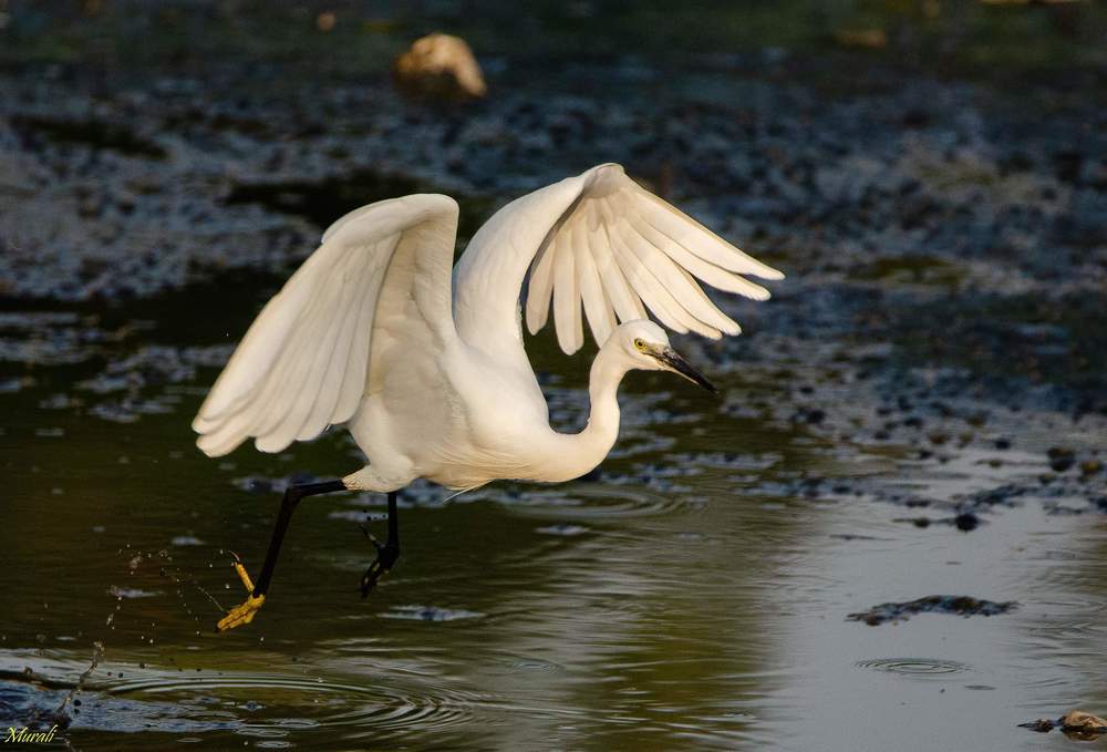 Photograph by Muralidharan