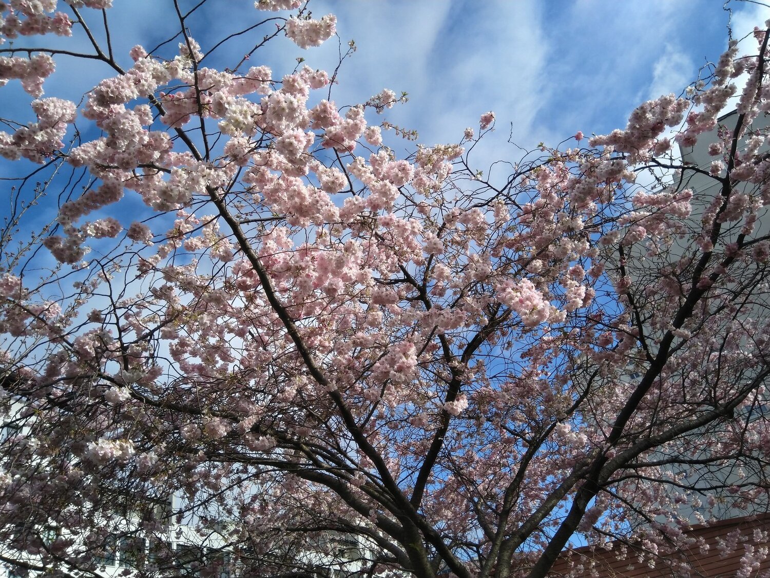 Spring day in Paris