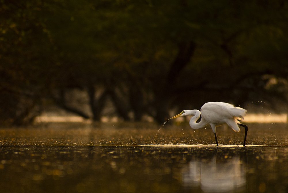 Photograph by Harsh Patel