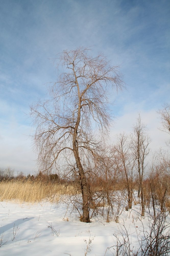 Photograph by Людмила Жданова